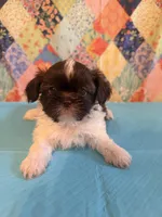 Hugo, a male Shih Tzu for sale in Orangeburg, SC – 10 of 10