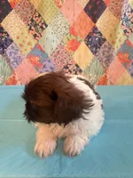 Hugo, a male Shih Tzu for sale in Orangeburg, SC – 7 of 10