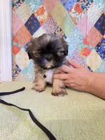 Goose, a male Shih Tzu for sale in Orangeburg, SC – 4 of 8