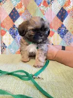 Gus, a male Shih Tzu for sale in Orangeburg, SC – 5 of 7
