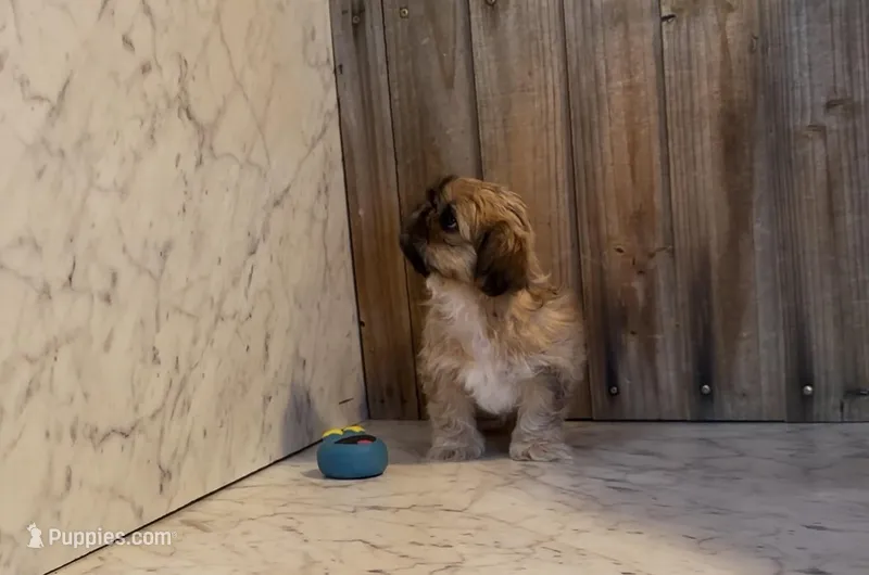 Fiona – Shih Tzu puppy for sale in Greeley, CO