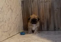 Fiona, a female Shih Tzu for sale in Greeley, CO – Photo 2 of 3