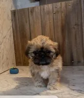 Fiona, a female Shih Tzu for sale in Greeley, CO – Photo 3 of 3