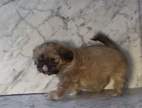 Fiona * Pending pick up*, a female Shih Tzu for sale in Greeley, CO – Photo 3 of 7