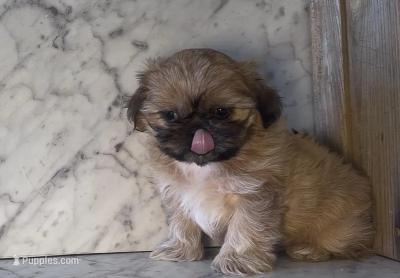 Fiona – Shih Tzu puppy for sale in Greeley, CO