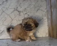 Fiona * Pending pick up*, a female Shih Tzu for sale in Greeley, CO – Photo 6 of 7