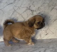 Fiona * Pending pick up*, a female Shih Tzu for sale in Greeley, CO – Photo 5 of 7