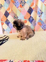 Goose, a male Shih Tzu for sale in Orangeburg, SC – 7 of 8