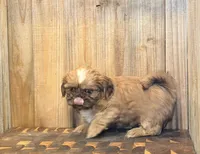 Elsa, a female Shih Tzu for sale in Greeley, CO – Photo 5 of 9