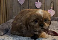 Elsa, a female Shih Tzu for sale in Greeley, CO – Photo 2 of 9