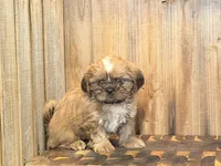Elsa, a female Shih Tzu for sale in Greeley, CO – Photo 3 of 9