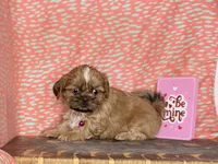 Elsa, a female Shih Tzu for sale in Greeley, CO – Photo 7 of 9