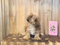 Elsa, a female Shih Tzu for sale in Greeley, CO – Photo 4 of 9