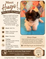 Hugo, a male Shih Tzu for sale in Orangeburg, SC – 9 of 10