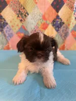Hugo, a male Shih Tzu for sale in Orangeburg, SC – 5 of 10