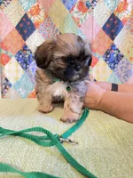 Gus, a male Shih Tzu for sale in Orangeburg, SC – 2 of 7