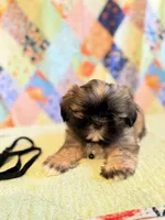 Goose, a male Shih Tzu for sale in Orangeburg, SC – 2 of 8