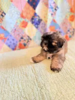 Goose, a male Shih Tzu for sale in Orangeburg, SC – 5 of 8