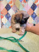 Gus, a male Shih Tzu for sale in Orangeburg, SC – 3 of 7