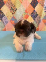 Hugo, a male Shih Tzu for sale in Orangeburg, SC – 4 of 10