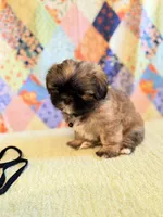 Goose, a male Shih Tzu for sale in Orangeburg, SC – 3 of 8