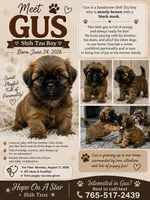 Gus, a male Shih Tzu for sale in Orangeburg, SC – 7 of 7