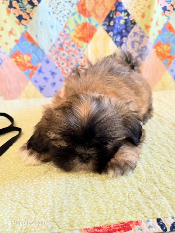 Goose – Shih Tzu puppy for sale in Orangeburg, SC