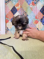 Goose, a male Shih Tzu for sale in Orangeburg, SC – 6 of 8