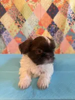 Hugo, a male Shih Tzu for sale in Orangeburg, SC – 3 of 10