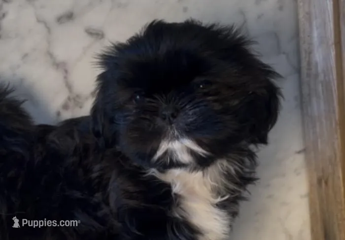 Franklin – Shih Tzu puppy for sale in Greeley, CO