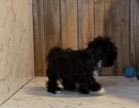 Franklin, a male Shih Tzu for sale in Greeley, CO – Photo 2 of 2