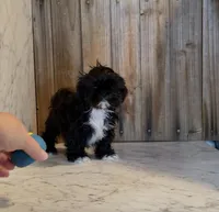 Franklin, a male Shih Tzu for sale in Greeley, CO – Photo 1 of 2