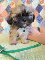 Gus, a male Shih Tzu for sale in Orangeburg, SC – 4 of 7