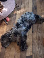 Blueberry , a female Yorkshire Terrier for sale in East Point, GA – 2 of 2