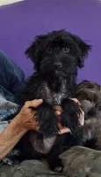 Febe, a female Yorkshire Terrier for sale in East Point, GA – 1 of 5