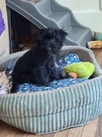 Febe, a female Yorkshire Terrier for sale in East Point, GA – 3 of 5