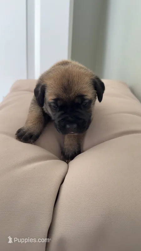 Cane corso – Cane Corso puppy for sale in Memphis, TN