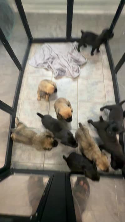 LUNA, a  Cane Corso for sale in Memphis, TN – 1 of 1