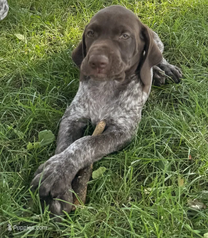 Charlie – German Shorthaired Pointer puppy for sale in Good Thunder, MN
