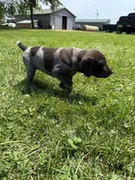 Skyler, a male German Shorthaired Pointer for sale in Good Thunder, MN – 2 of 2