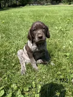 Charlie, a male German Shorthaired Pointer for sale in Good Thunder, MN – 1 of 2