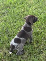 Brad, a male German Shorthaired Pointer for sale in Good Thunder, MN – 3 of 3