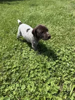 Callie, a female German Shorthaired Pointer for sale in Good Thunder, MN – 2 of 2
