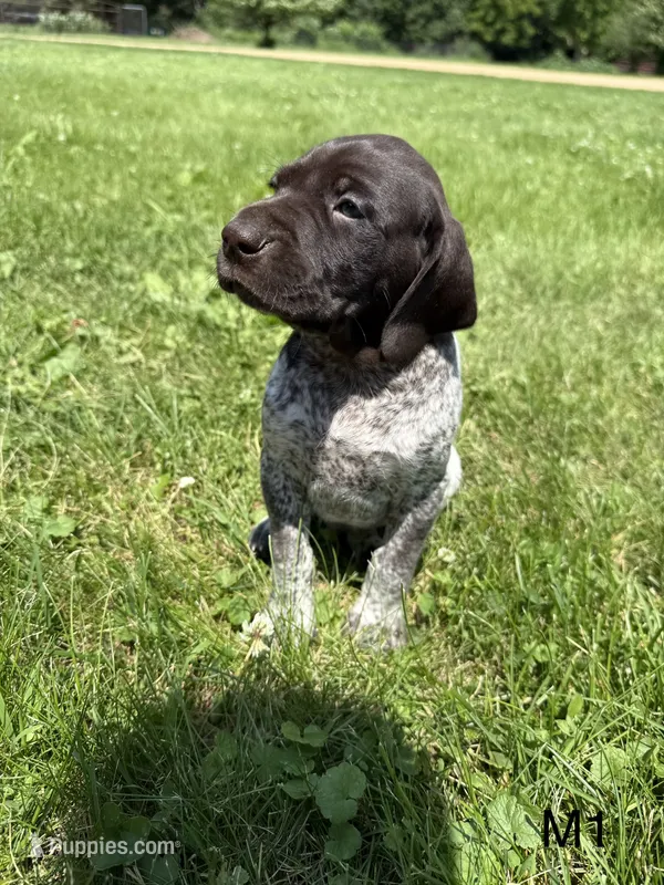 Dave – German Shorthaired Pointer puppy for sale in Good Thunder, MN