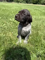 Dave, a male German Shorthaired Pointer for sale in Good Thunder, MN – 1 of 2