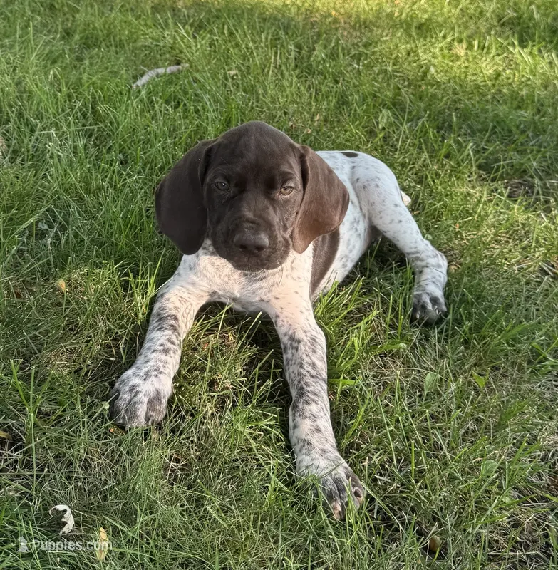 Dillon – German Shorthaired Pointer puppy for sale in Good Thunder, MN