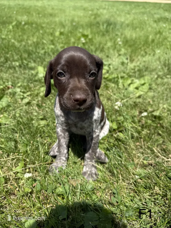 Minnie – German Shorthaired Pointer puppy for sale in Good Thunder, MN