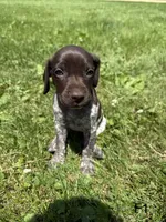 Minnie, a female German Shorthaired Pointer for sale in Good Thunder, MN – 1 of 2