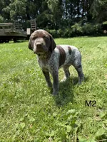 Charlie, a male German Shorthaired Pointer for sale in Good Thunder, MN – 2 of 2