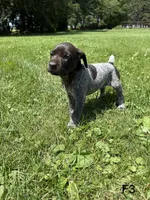 Sandy, a female German Shorthaired Pointer for sale in Good Thunder, MN – 2 of 2